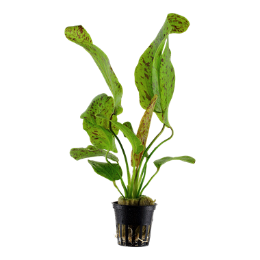 Echinodorus 'Ozelot Green' - 5cm Net Pot