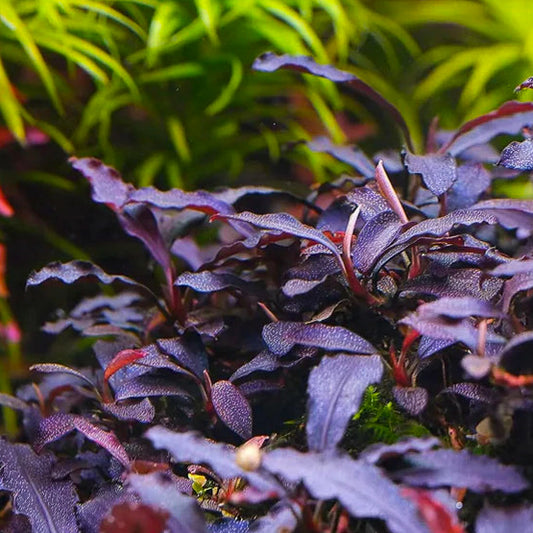 Bucephalandra Brownie Purple - Tissue Culture Cup