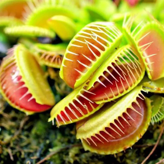 Dionaea muscipula ‘Venus Flytrap’ - Tissue Culture Cup