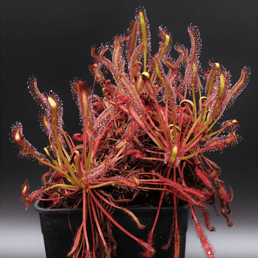 Drosera capensis ‘Tamlins Red’ sundew - Tissue Culture Cup