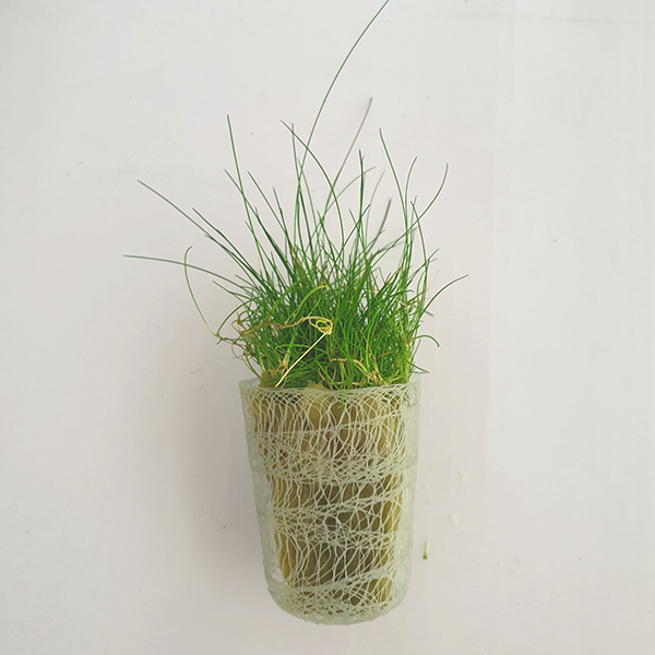 Eleocharis acicularis ‘Dwarf Hair Grass’ - Immersed Grown Net Pot
