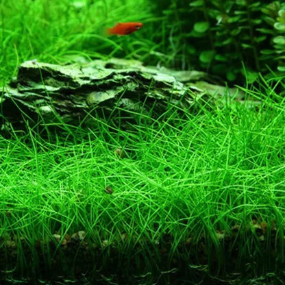 Eleocharis acicularis ‘Dwarf Hair Grass’ - Immersed Grown Net Pot
