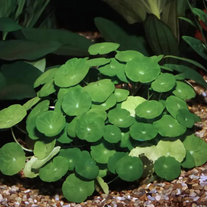 Hydrocotyle leucocephala ‘Brazilian Pennywort’ - Immersed Grown Net Pot