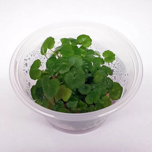 Hydrocotyle leucocephala ‘Brazilian Pennywort’ - Tissue Culture Cup