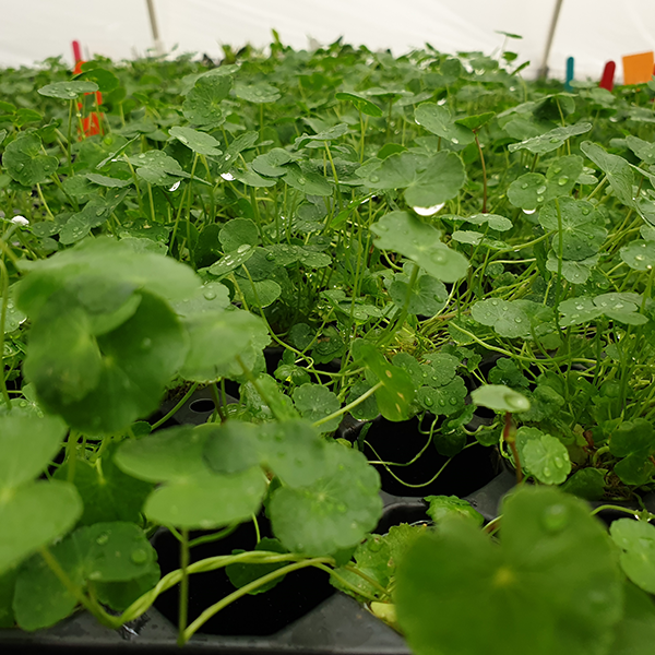 Hydrocotyle leucocephala ‘Brazilian Pennywort’ - Immersed Grown Net Pot