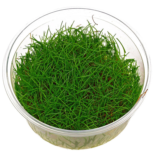 Eleocharis acicularis ‘Mini Hair Grass’ - Tissue Culture Cup