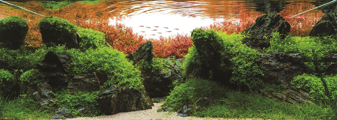 Micranthemum Umbrosum 'Takashi Carpet'  - Tissue Culture Cup