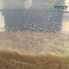 How to Culture Banana Worms (Panagrellus nepenthicola)