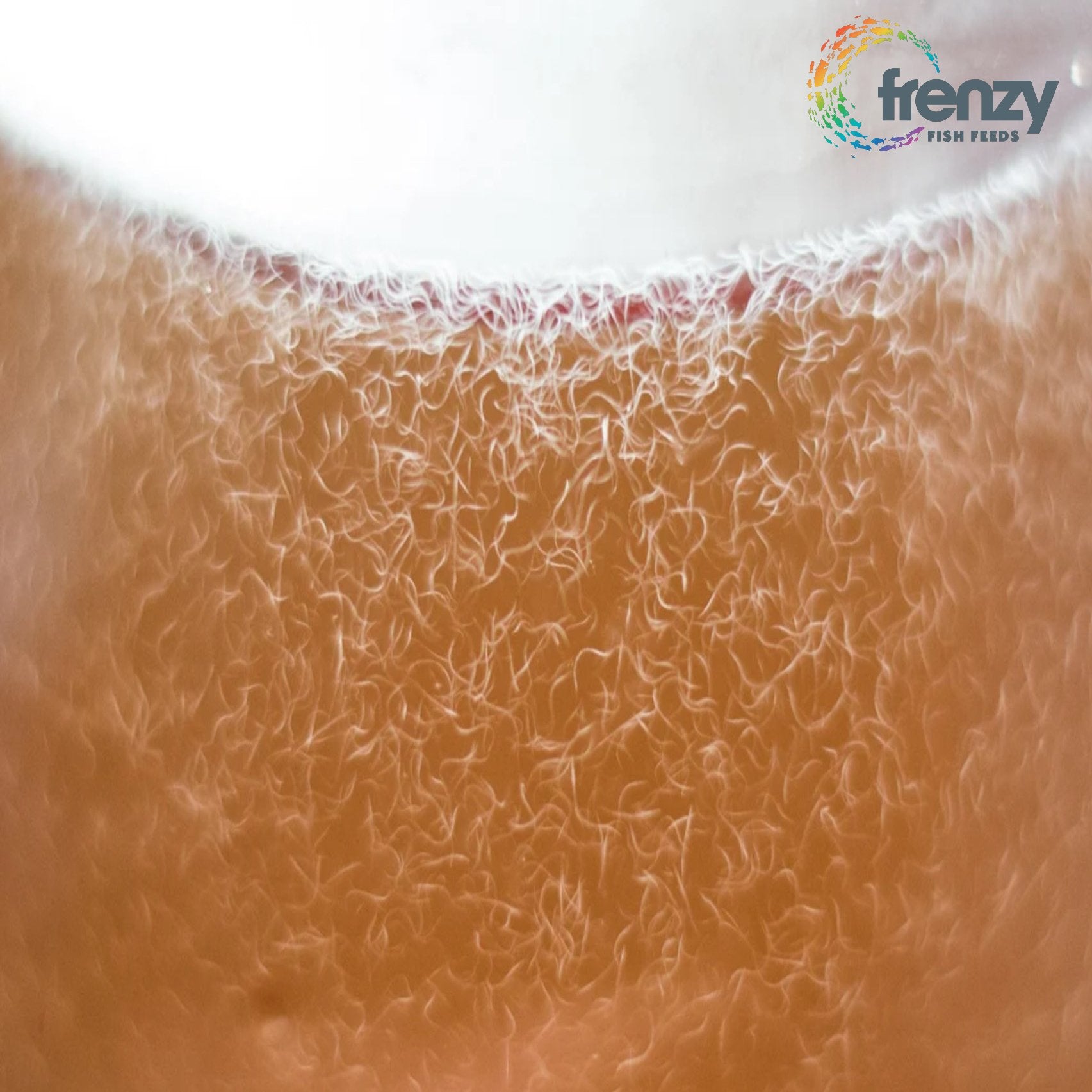 How to Culture Vinegar Eels (Turbatrix aceti)