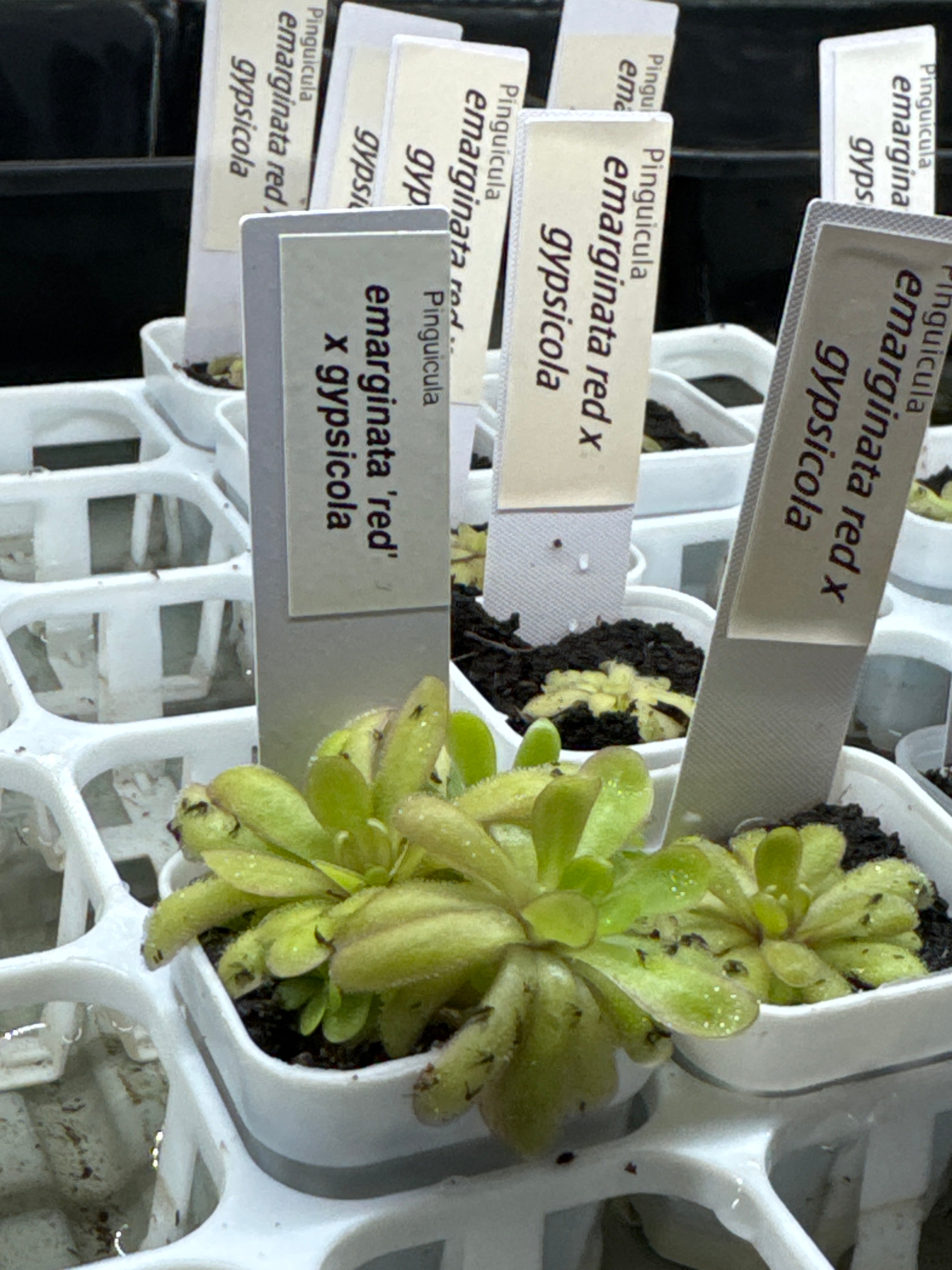Pinguicula emarginata red x gypsicola