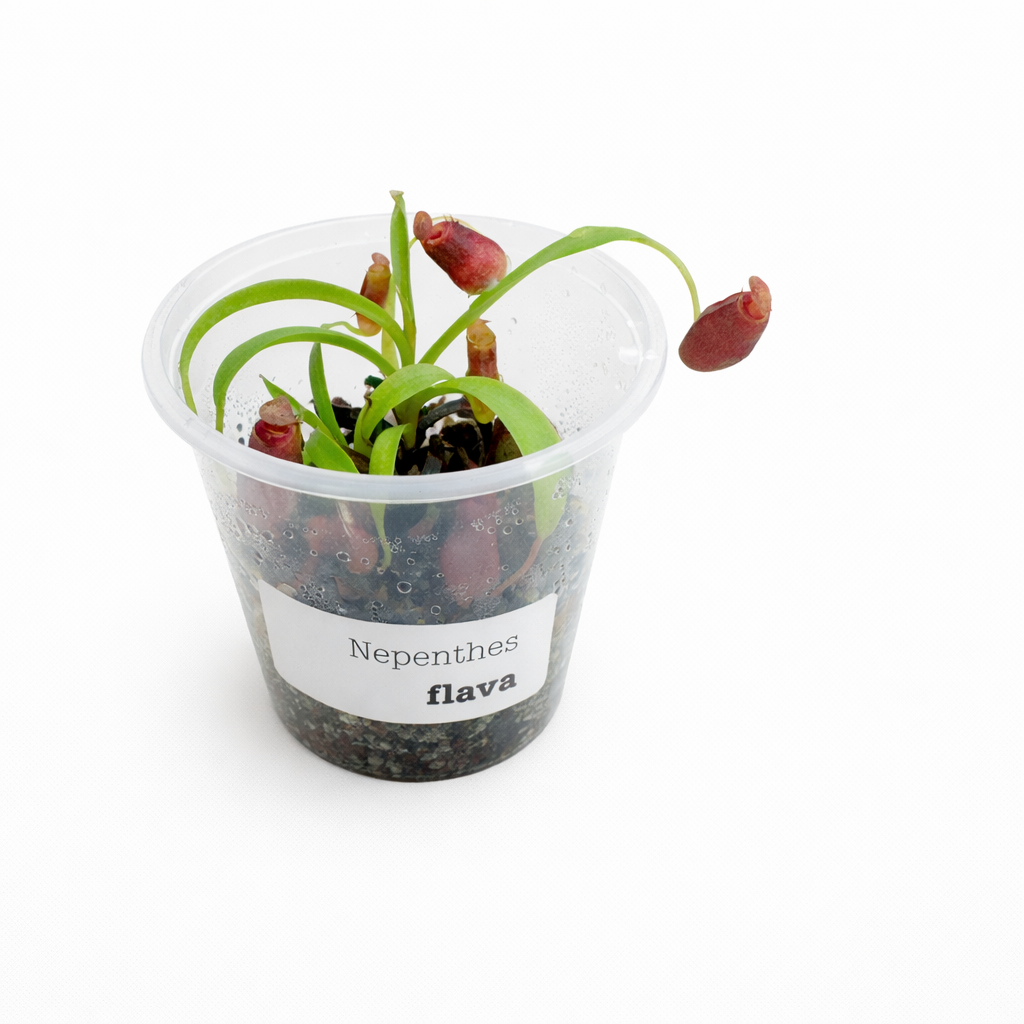Nepenthes flava