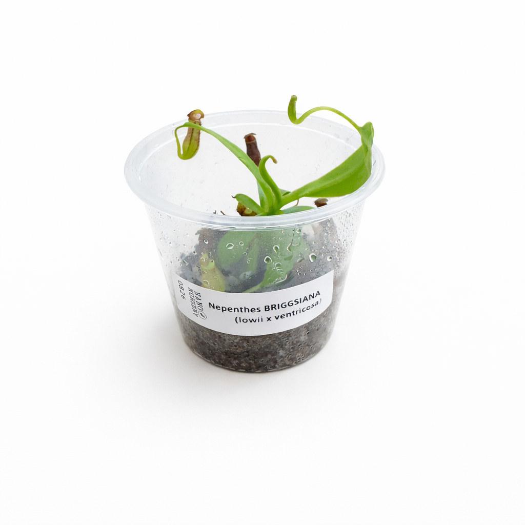 Nepenthes Briggsiana (lowii × ventricosa)