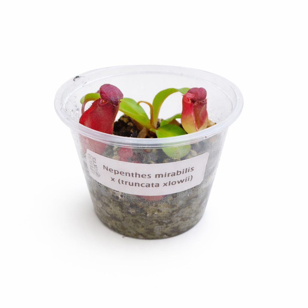 Nepenthes mirabilis × (truncata × lowii)
