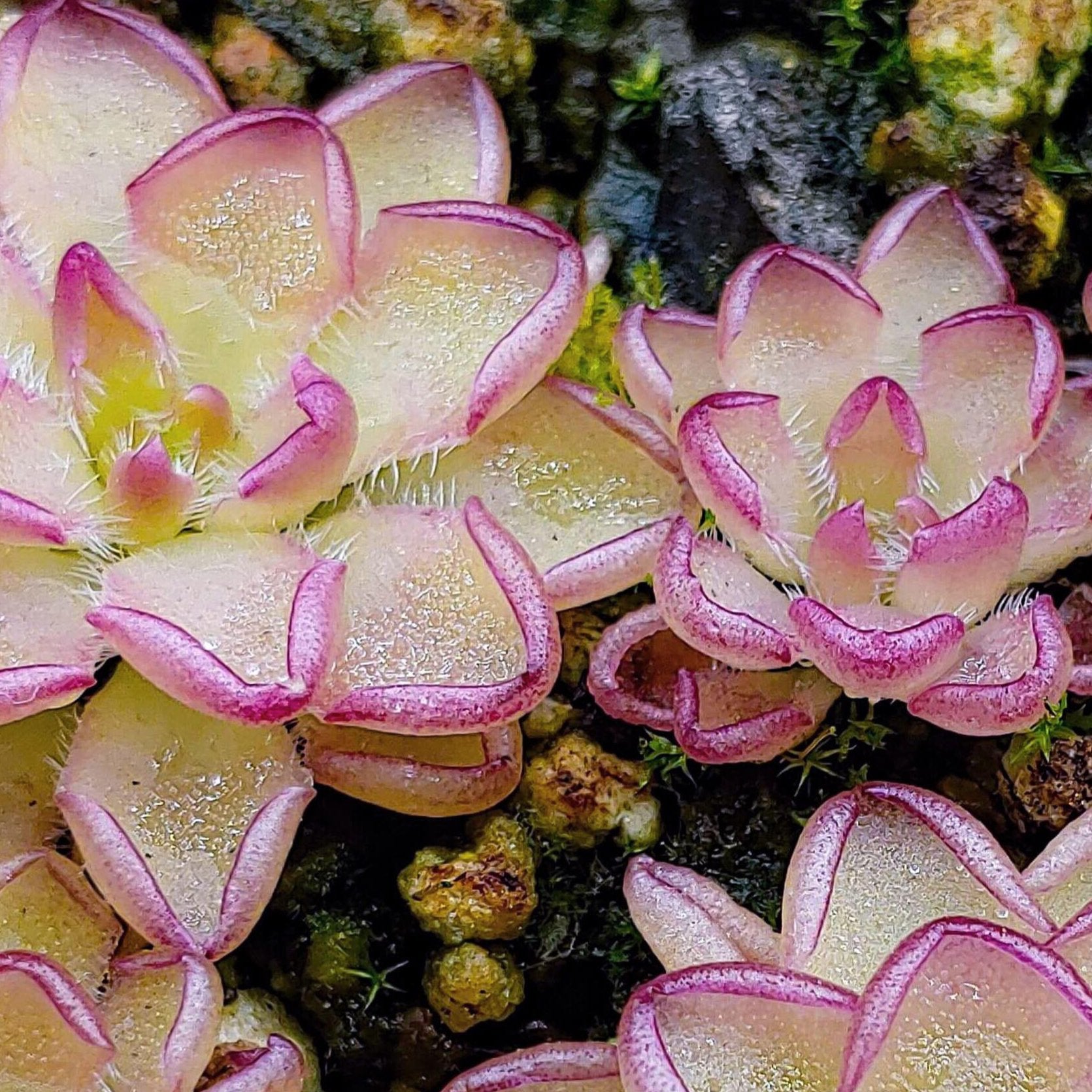 Pinguicula 'Kondoi' – Mexican Butterwort