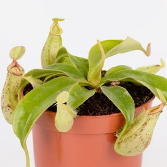 Nepenthes Hookeriana - Tropical Pitcher Plant