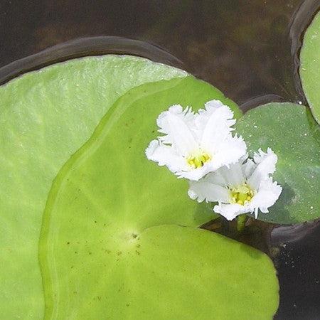 Nymphoides Aquatica Submersed Banana Lily - Whole Plant