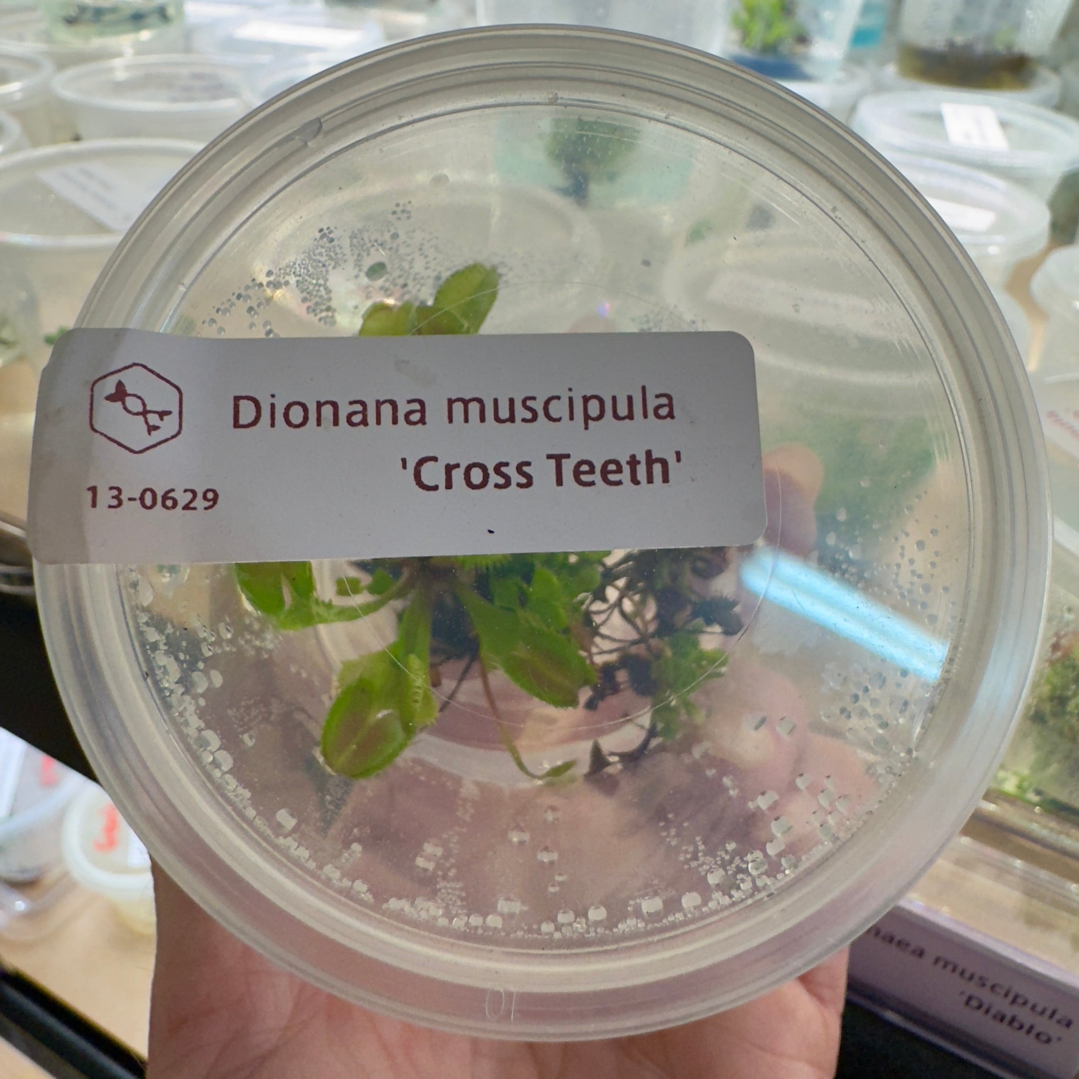 Dionaea muscipula 'Cross Teeth' (Venus Flytrap)