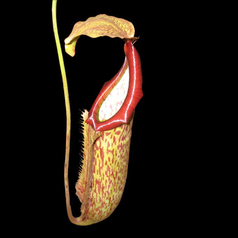 Miranda - Close-up of a pitcher plant with red and yellow spotted pitcher