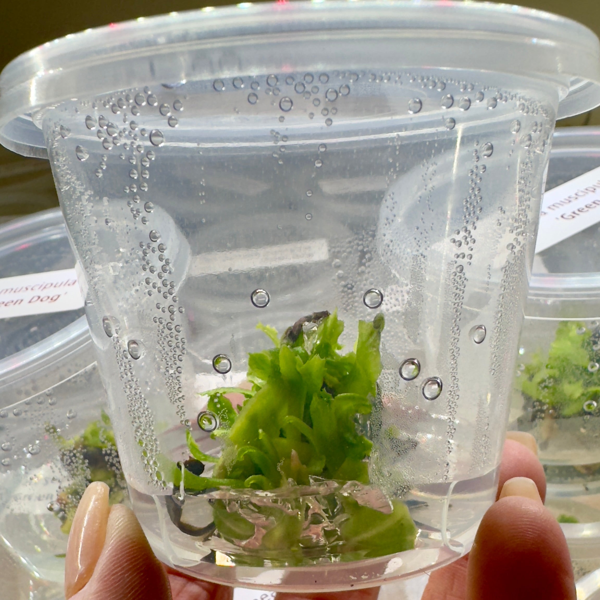 Dionaea muscipula 'Green Dog' (Venus Flytrap) - 1+ Plants in Tissue Culture Cup