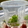 Dionaea muscipula 'Green Dog' - 1+ Plants in Tissue Culture Cup