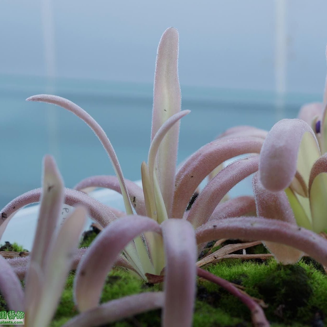 Pinguicula 'Aphrodite' – Mexican Butterwort 