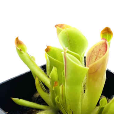 Heliamphora minor (Small Sun Pitcher) - 1 Plant in Grow Cup