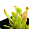 Heliamphora minor (Small Sun Pitcher) - 1 Plant in Grow Cup