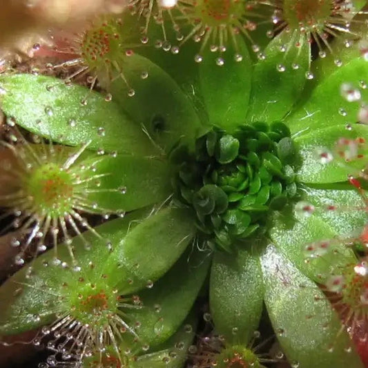 Drosera pulchella 'Pretty Sundew' - Tissue Culture Plant