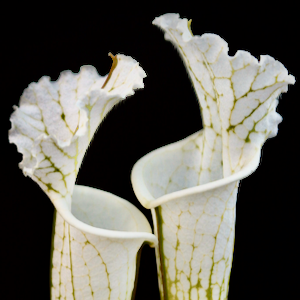 Sarracenia Leucophylla 'Hurricane Creek White' - Pitcher Plant 
