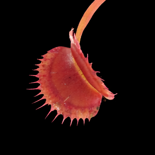 Close-up of a Venus flytrap plant on a black background