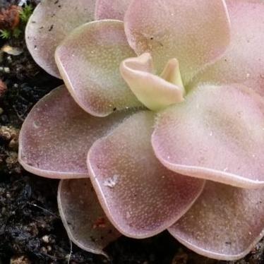 Pinguicula 'Weser' – Mexican Butterwort