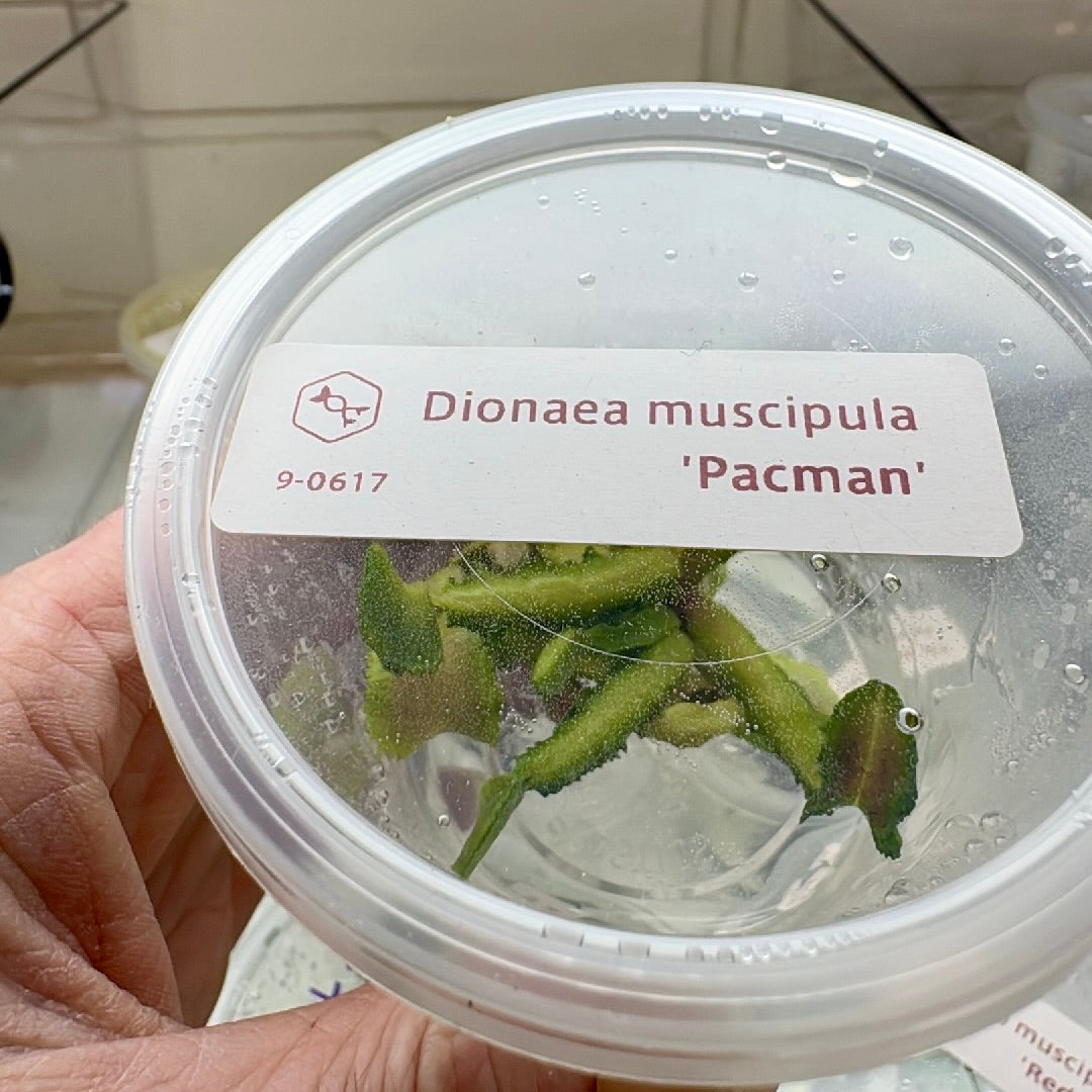 Dionaea muscipula 'Pacman'