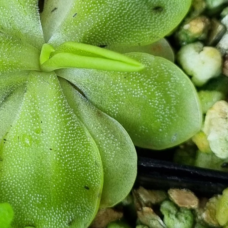 Pinguicula 'Emarginata x Superba' – Mexican Butterwort