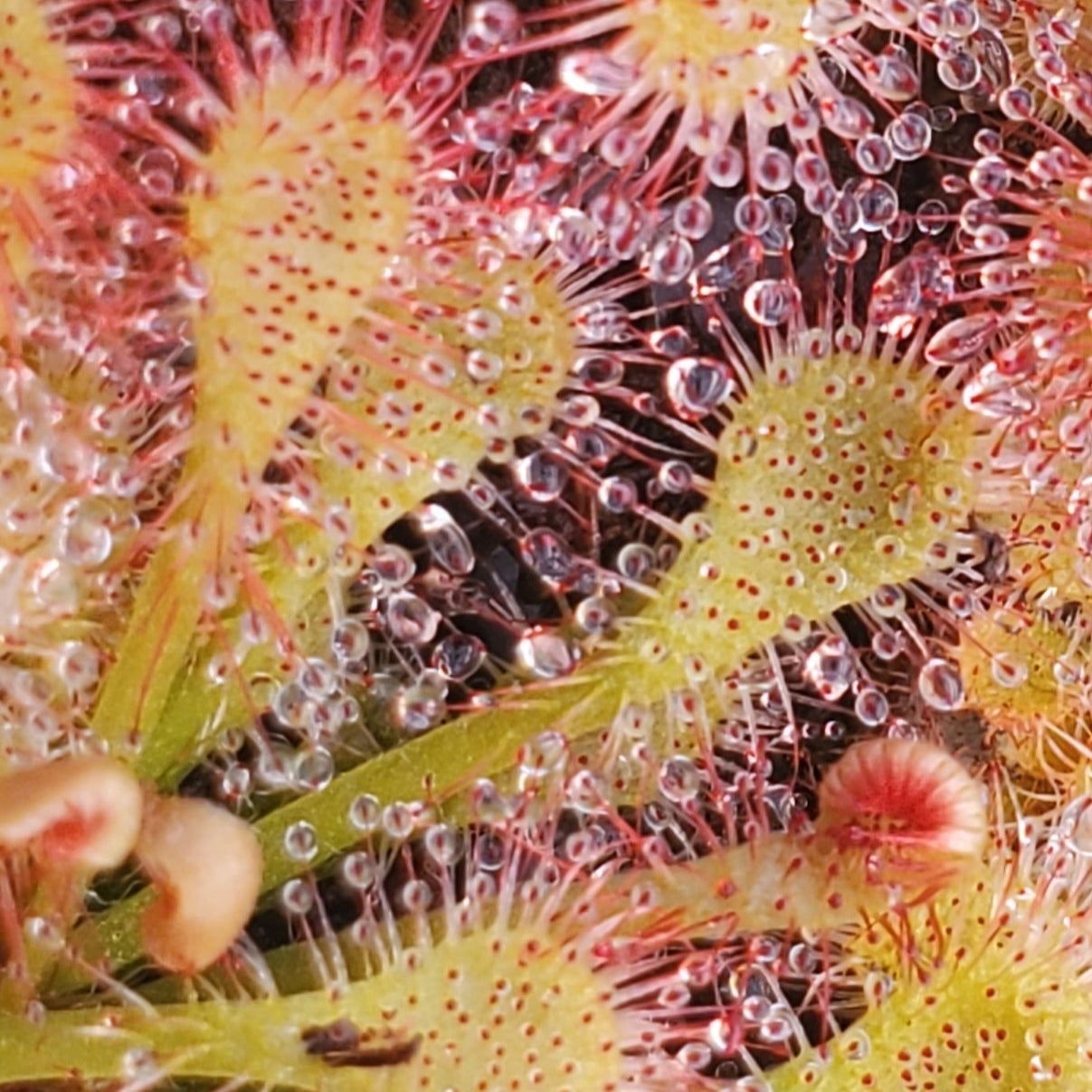 Pink Drosera Sundew Close-up of a carnivorous plant with droplets on its surface