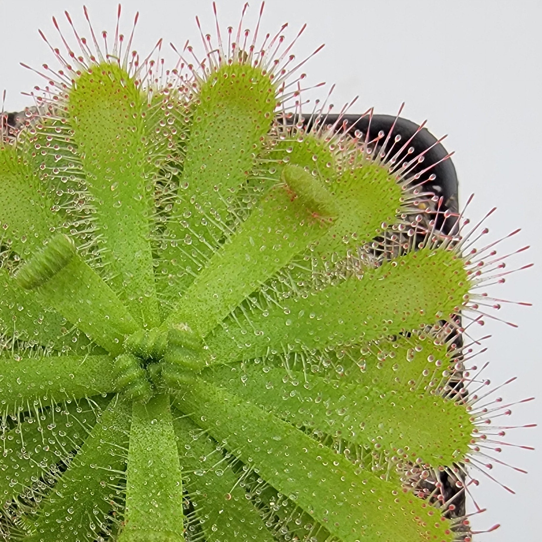 Drosera pauciflora (African Sundew)