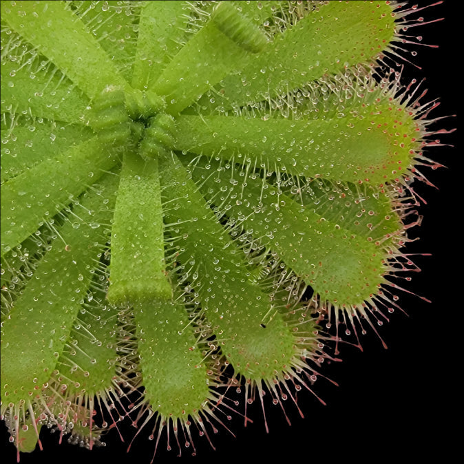 drosera pauciflora