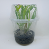 Sarracenia 'Scarlet Belle' - Pitcher Plant - 1 Small Plant in a grow cup
