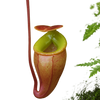 Nepenthes Flava lose-up of a pitcher plant with a white backgroundva 