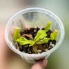 Nepenthes rowaniae  - Queensland Pitcher Plant - 1 Small Plant in Grow Cup