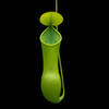Pitcher Plant Rein Green pitcher plant against a dark green background