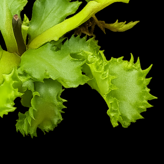 Close-up of a green leafy vegetable on a white background dionaea Chinese dumplings