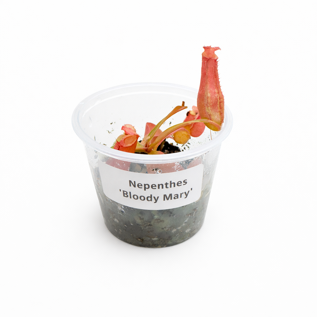 Nepenthes Bloody Mary (ventricosa and ampullaria)