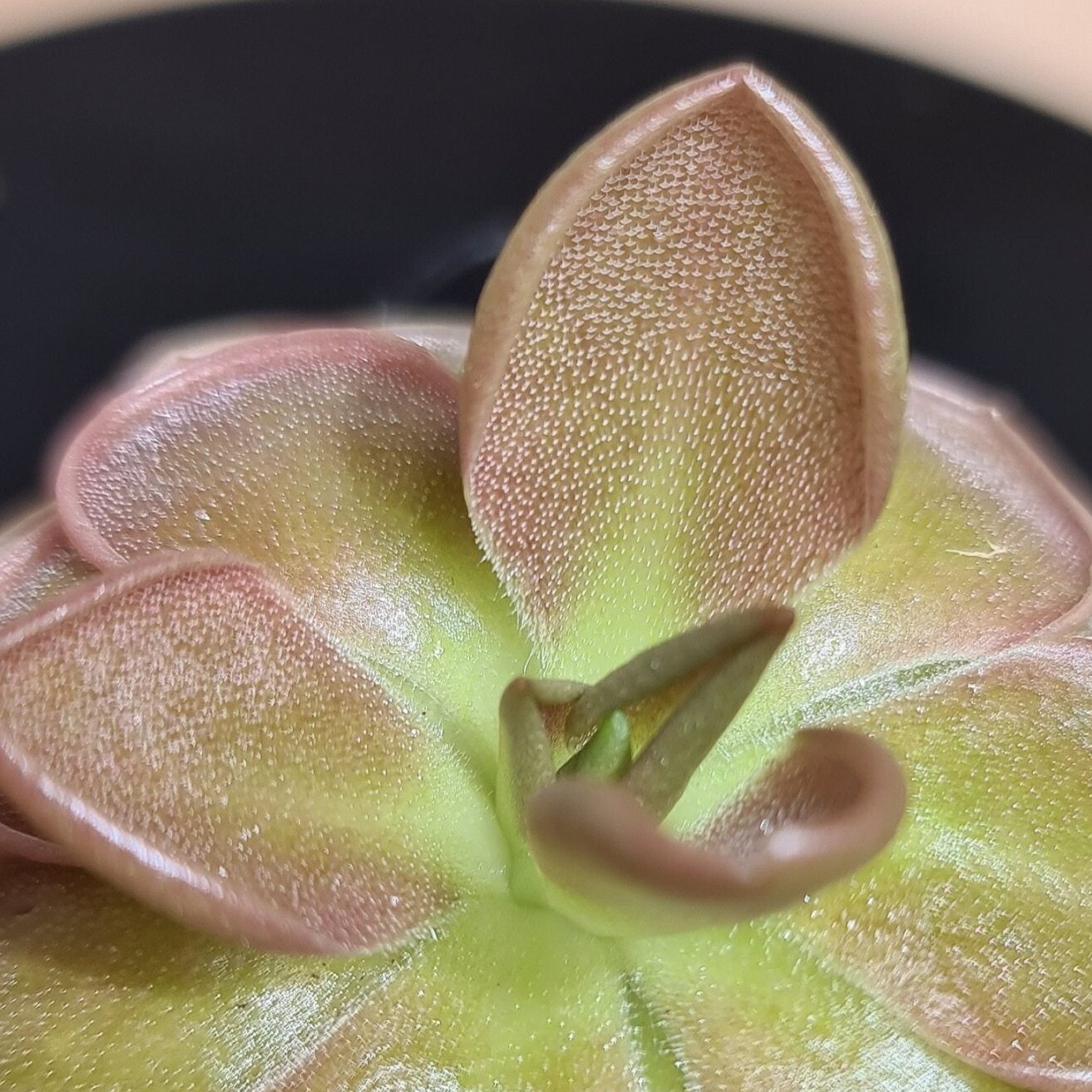 Pinguicula Mexican Butterwort Rosea