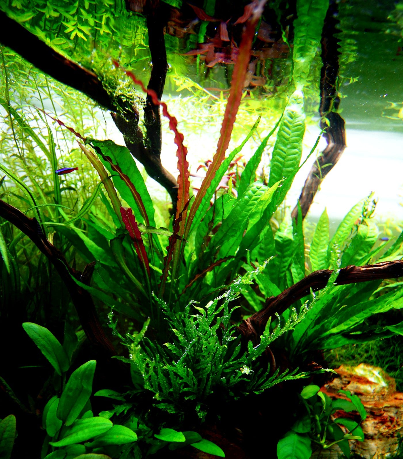 The Guppy Garden