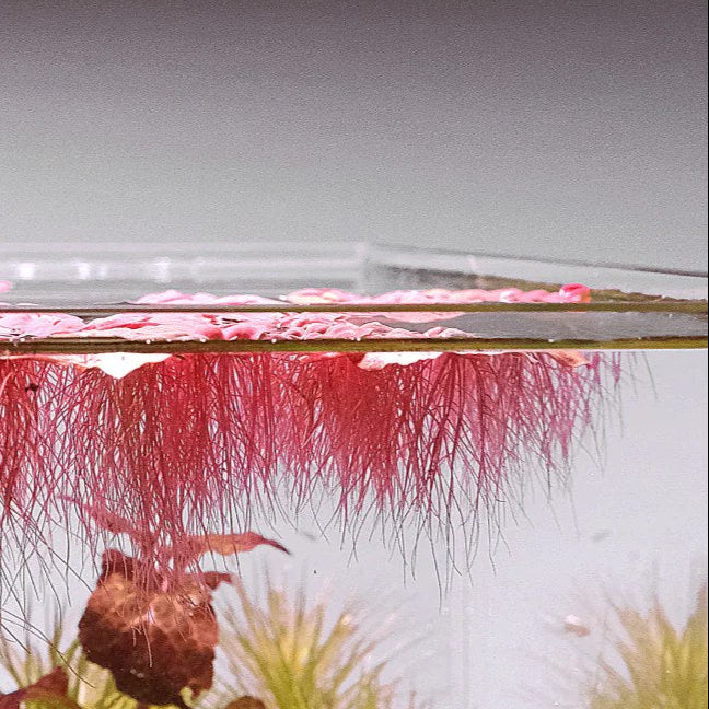 The Guppy Garden