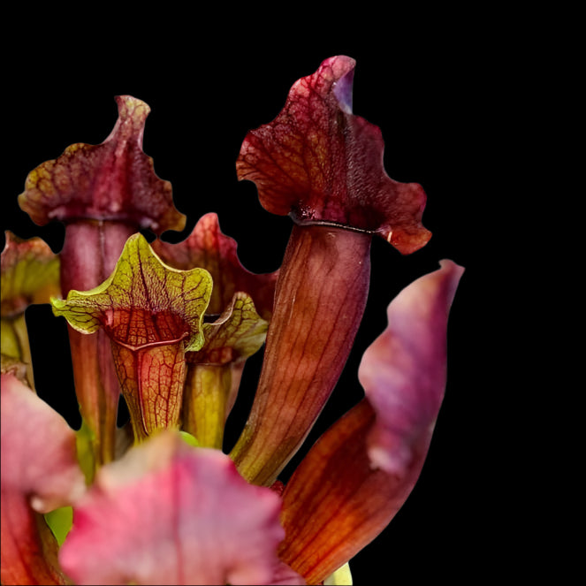 Sarracenia Leucophylla 'Maroon' Pitcher Plant 