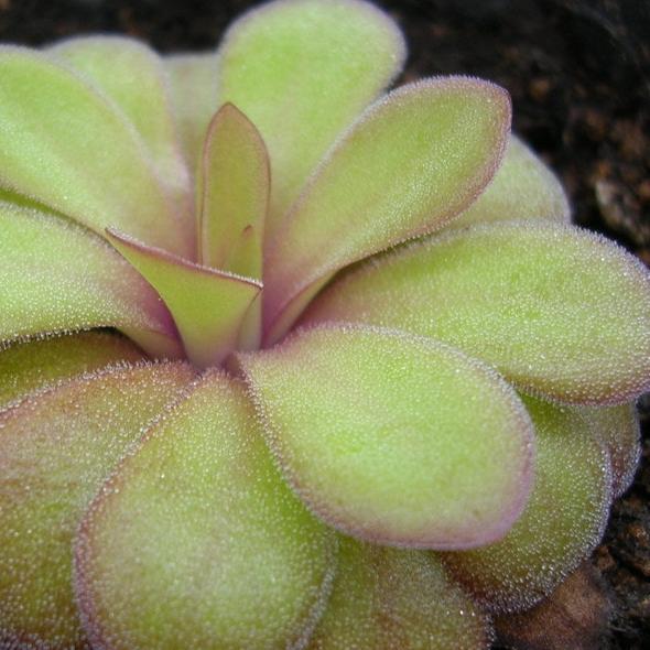 Pinguicula 'Agnata x Potosiensis' – Mexican Butterwort 