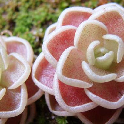 Pinguicula esseriana