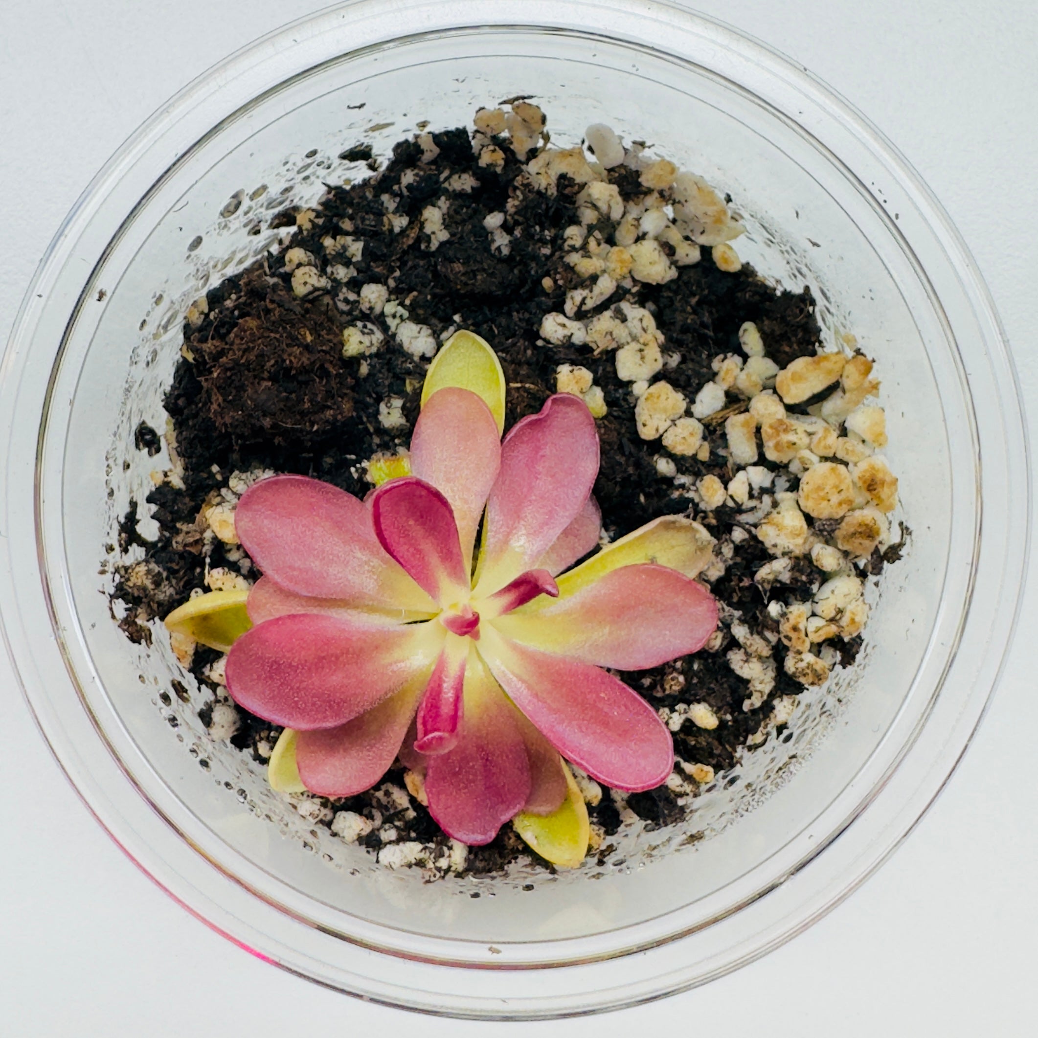 Pinguicula laueana 'Crimson Flower' (Butterwort) - 1 Plant in Grow Cup