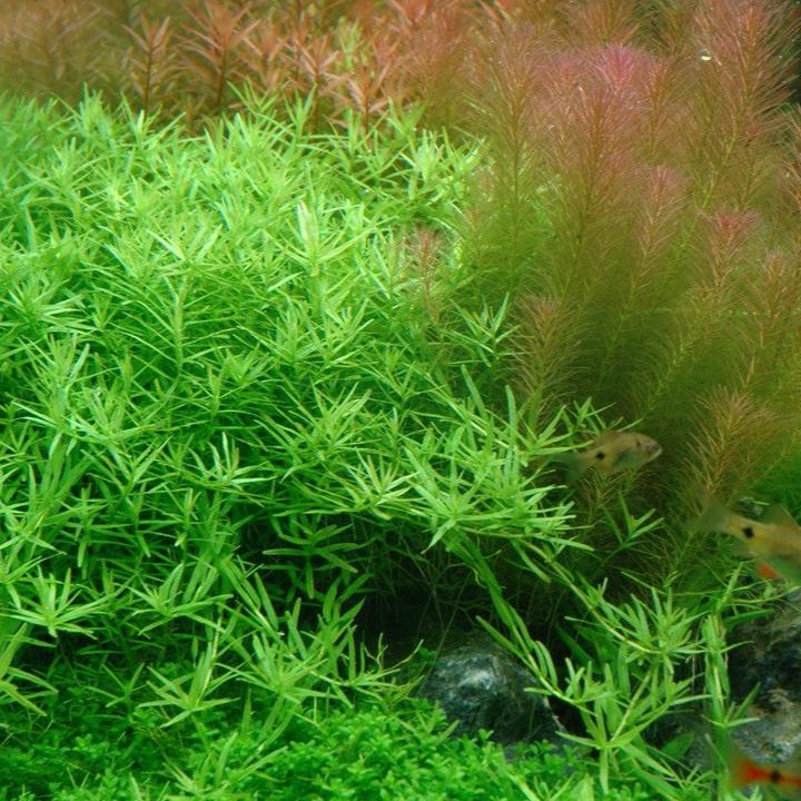 The Guppy Garden